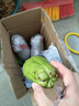 萌肉居蔬菜苗幼苗豐收瓜綠皮瓜果苗盆栽地栽秧苗/佛手瓜苗4棵源頭直發(fā) 曬單實(shí)拍圖