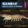 哆鮮生 海捕竹節蝦 野外生長(cháng)活凍國產(chǎn)斑節蝦大花對蝦九節竹節鬼蝦蝦類(lèi) 竹節蝦 大號 7-9條 300g(凈重) 曬單實(shí)拍圖