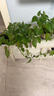 雙盟綠蘿盆栽除甲醛花卉綠植辦公室新房?jì)艋諝?120款10盆源頭直發(fā) 曬單實(shí)拍圖