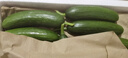 京覓山東荷蘭水果黃瓜 凈重5斤 單果約70g 健康輕食水果 源頭直發(fā) 曬單實(shí)拍圖