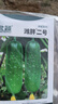 北蔬水果黃瓜種子苗甜脆四季蔬菜種籽 濰胖二號水果黃瓜種子100粒x2包 曬單實(shí)拍圖