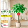 臨雅發(fā)財樹(shù)客廳盆栽大型綠植物喬遷送禮獨桿1.7-1.8m米聚寶盆源頭直發(fā) 曬單實(shí)拍圖