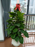 愛(ài)優(yōu)尚大葉綠蘿柱盆栽客廳大型綠植辦公室內除甲醛凈化空氣綠籮源頭直發(fā) 曬單實(shí)拍圖