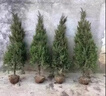 花e流松柏樹(shù)苗墓地專(zhuān)用塔柏龍柏側柏陵園墓地墳前風(fēng)水樹(shù)木耐寒耐旱苗木 【四季常青】精品塔柏1.2米以上 苗圃現挖帶大土球 曬單實(shí)拍圖