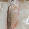 鮮活沖浪河鱸魚(yú)400-500g/條 曬單實(shí)拍圖