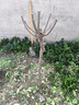 濱淇高桿海棠樹(shù)苗西府海棠垂絲海棠耐寒綠化苗 3公分粗1棵源頭直發(fā) 曬單實(shí)拍圖