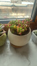 天丂北歐花盆陶瓷帶托盤(pán)家用蝴蝶蘭多肉文竹小花盆帶竹墊一個(gè)裝 檸檬圓盆（配竹墊） 曬單實(shí)拍圖