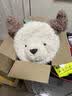 Jellycat英國新品小狗包包可愛狗狗玩偶斜挎包禮物女生兒童公仔包 趣味小狗背包 高約19CM 藍(lán)色防塵袋+需要賀卡備注 曬單實(shí)拍圖