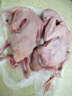 現殺乳鴿新鮮鴿子雜糧喂養土鴿子農家散養鴿子肉 2只 5-6兩/只（含內臟） 曬單實(shí)拍圖