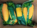 開(kāi)源保豐東北黃糯玉米真空包裝粗糧大棒禮盒低脂新鮮苞米即食代餐 頭茬黃糯玉米凈重2.5kg起 8-12支 曬單實(shí)拍圖