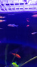 斑馬魚(yú)熱帶淡水觀(guān)賞魚(yú)爆缸小魚(yú)魚(yú)苗蝶翼紅綠燈孔雀魚(yú)小型活體寵物 賽級血統 七彩斑馬隨機24條 曬單實(shí)拍圖