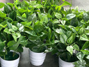 仿真綠蘿葉盆栽假花塑料人造綠植室內外落地盆景隔斷花槽裝飾花卉 大盆+3束綠蘿 曬單實(shí)拍圖