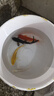 中國紅冷水淡水觀(guān)賞魚(yú)錦鯉魚(yú)活魚(yú)金魚(yú)小型好養紅鯉魚(yú)純種小錦鯉 6-8CM黑白黃紅各一條 曬單實(shí)拍圖