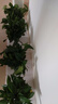雙盟綠蘿盆栽除甲醛花卉綠植辦公室新房?jì)艋諝?80加侖4盆裝源頭直發(fā) 曬單實(shí)拍圖