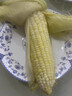 顧果鮮廣西白糯牛奶玉米9斤新鮮現摘黏粘棒子帶皮生苞米甜嫩農家自種 9斤 曬單實(shí)拍圖