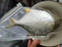 鮮京采南海金鯧魚(yú)凈重2斤/3條裝類(lèi)BAP認證家庭聚餐海鮮單條真空包裝 曬單實(shí)拍圖