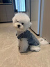 湯尼熊 TAWNEYBEAR狗狗衣服牛仔衣襯衫馬甲寵物雪納瑞馬爾濟斯約克夏春泰迪比熊柴犬 牛仔馬甲【刺繡小狗】 M丨背長(cháng)29胸圍44建議5-8斤 曬單實(shí)拍圖