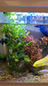 寵小俠水草植物魚(yú)缸真草造景生態(tài)全套擺件養魚(yú)增氧鋪底陰性水培凈化綠植 3杯隨機紅搭綠草【送種植環(huán)】 曬單實(shí)拍圖