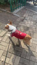 OIMG狗狗衣服春秋冬季小型犬雪納瑞衣服比熊泰迪博美約克夏四腳衣包肚 招財進(jìn)寶紅-S碼【3-5斤】加絨加厚 曬單實(shí)拍圖