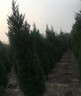 柏樹(shù)樹(shù)苗松柏側柏扁柏塔柏樹(shù)苗大圓柏松樹(shù)寶塔松龍柏苗四季青帶土 精品塔柏：1米以上【原土好苗】?送生根肥 曬單實(shí)拍圖