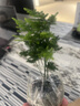 文竹盆栽綠植花卉盆景植物室內客廳水培文松云竹文竹大苗四季常青 文竹【1顆】原盆原土球發(fā)貨 高度15-25cm 曬單實(shí)拍圖