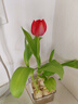 耘淘郁金香種球水培5度球花卉綠植種子土培植物水養盆栽室內室外耐寒1 方盆帶吊籃4球新水培套餐【品種可備注】送2包營(yíng)養液 曬單實(shí)拍圖