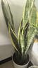植男植女大型金邊虎皮蘭植物客廳臥室辦公室綠色觀(guān)葉花卉綠植盆栽源頭直發(fā) 曬單實(shí)拍圖