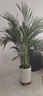 中夢(mèng)散尾葵植物盆栽客廳大型綠植室內辦公室鳳尾竹盆景天堂鳥(niǎo)花卉 散尾葵高1.3-1.6米+圓柱樹(shù)脂盆 曬單實(shí)拍圖