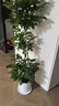 發(fā)財樹(shù)新房喬遷綠蘿柱綠植天堂鳥(niǎo)客廳大型植物盆栽開(kāi)業(yè)辦公擺放 【天然凈化】三層幸福樹(shù)1.5-1.7m螺紋盆+掛飾 曬單實(shí)拍圖