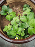 臨雅【盆土套餐3】草莓苗盆栽帶土苗秧陽(yáng)臺種植新苗4個(gè)品種源頭直發(fā) 曬單實(shí)拍圖