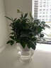 聽(tīng)雪樓辦公室凈化盆栽客廳面吊蘭空氣水培綠蘿水培室內植物水養 純水培綠蘿+大號透明龍蛋 帶盆栽好 曬單實(shí)拍圖