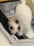 蔻絲狗籠子小型犬帶廁所分離一室一衛家用室內泰迪博美比熊幼犬籠 曬單實(shí)拍圖