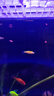 斑馬魚(yú)熱帶淡水觀(guān)賞魚(yú)爆缸小魚(yú)魚(yú)苗蝶翼紅綠燈孔雀魚(yú)小型活體寵物 賽級血統 七彩斑馬隨機24條 曬單實(shí)拍圖