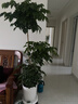 愛(ài)優(yōu)尚幸福樹(shù)盆栽客廳室內大型綠植辦公室喬遷新家綠寶凈化空氣源頭直發(fā) 曬單實(shí)拍圖
