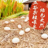 【老農自養土鵝蛋】山林放養 食五谷雜草 保證新鮮 壞蛋包賠 130-160大個(gè)鮮鵝蛋 12枚 曬單實(shí)拍圖