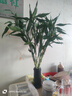 佳賀（JIAHE）富貴竹水培植物鴻運竹客廳招財竹子節節高鮮花綠植盆栽花卉室內花 【新店促銷(xiāo)】富貴竹60-70cm 8支裝 曬單實(shí)拍圖