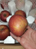 現摘現發(fā)當季云南昭通野生冰糖心丑蘋(píng)果脆甜水果新鮮大涼山10斤 5斤精品中果70mm-75mm 曬單實(shí)拍圖
