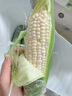 佳農寶菜帶綠皮鮮白甜玉米凈重3.8斤可生吃牛奶爆漿玉米5-8根源頭直發(fā) 曬單實(shí)拍圖