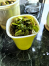 捕蠅草盆栽豬籠草食蟲(chóng)植物夏季驅蚊食蟲(chóng)捕蟲(chóng)室內趣味綠植 美人齒 捕蠅草大苗 贈吸水盆栽好發(fā)貨 曬單實(shí)拍圖
