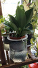 大葉金鉆綠公主盆栽植物除甲醛綠植辦公室四季常青室內客廳擺放全 【1盆】金鉆+灰繁星吸水盆 含盆高度15-20厘米 曬單實(shí)拍圖
