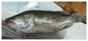 仙泉湖黃山大臭鱖魚(yú)600g/條(送料包)凈膛腌制冷凍臭桂魚(yú)特產(chǎn)生鮮食材 曬單實(shí)拍圖