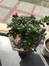種花迷比利時(shí)花盆栽四季開(kāi)花杜鵑花盆景花卉杜鵑花苗室內客廳陽(yáng)臺綠色植 印度紅原土育苗盤(pán)發(fā)貨 三年苗(帶花苞) 曬單實(shí)拍圖