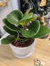 通沭豆瓣綠室內盆栽桌面四季常青綠色植物花卉 豆瓣綠+原盆源頭直發(fā) 曬單實(shí)拍圖