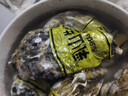 鮮活乳山生蠔新鮮牡蠣海蠣子5斤箱 5X特大蠔（15-21只每箱）凈重10斤生蠔 曬單實(shí)拍圖