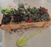 花藝萌多肉植物組合盆栽含盆含土創(chuàng  )意diy拼盤(pán)花盆 多肉植物多肉盆栽 隨機10個(gè)多肉加木盒 含盆 曬單實(shí)拍圖