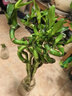 富貴竹水培植物盆栽綠植室內花客廳水養轉運觀(guān)音竹一帆風(fēng)順節節高 50cm轉運竹彎竹8棵+4燈籠+營(yíng)養液 曬單實(shí)拍圖