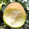 京鮮生 新疆特級庫爾勒香梨 凈重5斤單果120g以上 生鮮水果 曬單實(shí)拍圖