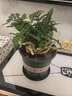 蕨類(lèi)大全植物雨林造景耐陰耐寒喜濕散光觀(guān)葉綠植小盆栽組盆 狼尾蕨+育苗盤(pán)+肥料 曬單實(shí)拍圖