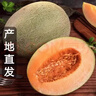 海南哈密瓜新鮮10斤正宗沙地西州蜜25號網(wǎng)紋蜜瓜一箱當季水果 9-10斤2-4個(gè)瓜凈重8-9斤 曬單實(shí)拍圖