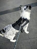 MOEPIE德牧大狗K9戶外胸背帶2025狗背帶大型犬金毛杜賓拉布拉多牽引繩 黑色 M碼（胸圍60-80cm） 曬單實拍圖